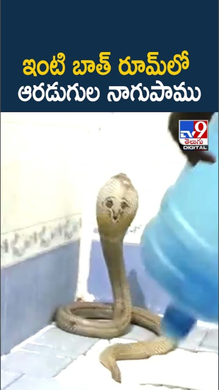 వామ్మో.. ఇంటి బాత్ రూమ్‌లో ఆరడుగుల నాగుపాము..ఇదిగో వీడియో