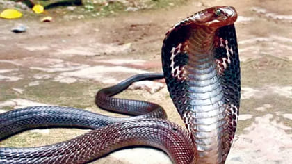 నాగుపామును చంపితే నేరమా..?