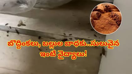 ఇంట్లో బొద్దింకలు, బల్లుల బెడద వేధిస్తోందా? ఈ సులువైన ఇంటి చిట్కా
