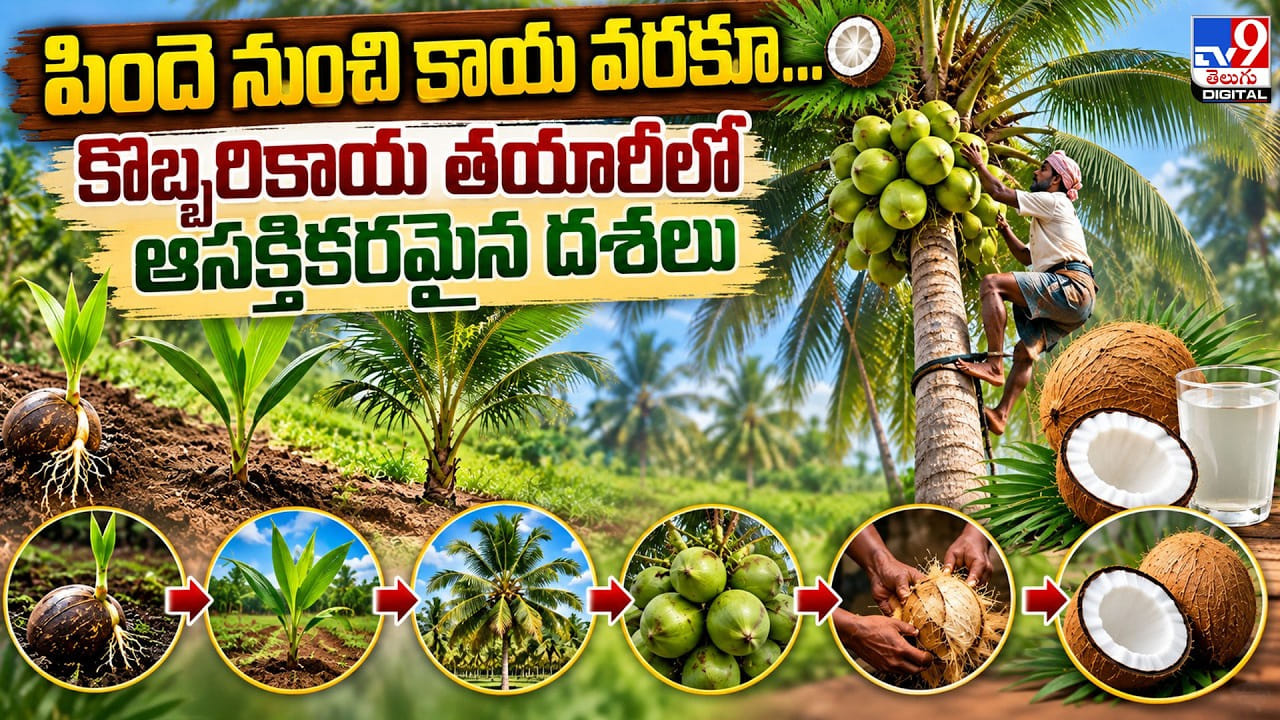 పిందె నుంచి కాయ వరకూ.. కొబ్బరికాయ తయారీలో ఆసక్తికరమైన దశలు