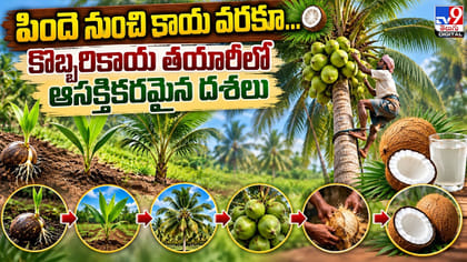 పిందె నుంచి కాయ వరకూ.. కొబ్బరికాయ తయారీలో ఆసక్తికరమైన దశలు