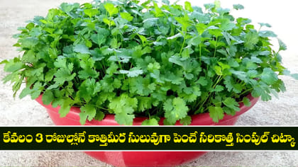 3 రోజుల్లోనే కొత్తిమీర సులువుగా పెంచే సరికొత్త సింపుల్ చిట్కా