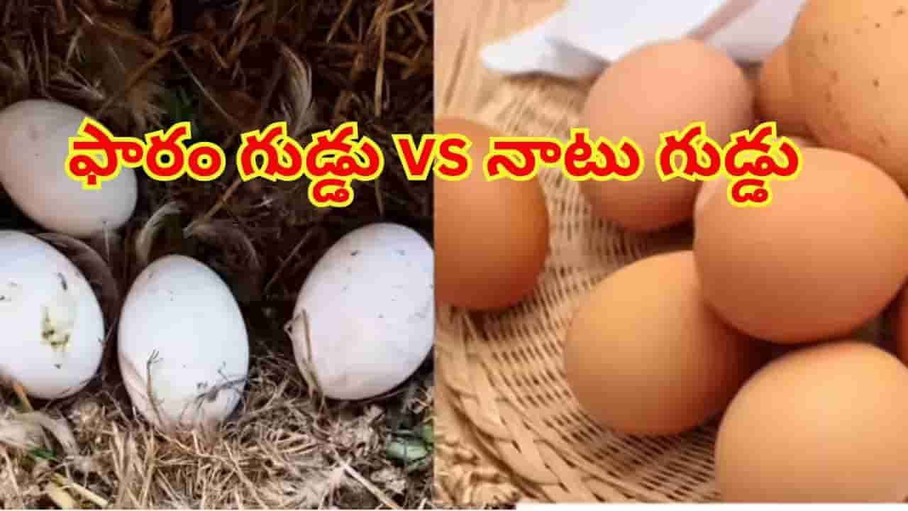 నాటు గుడ్డు.. ఫారం గుడ్డు: ఏది ఆరోగ్యానికి మంచిది? నిపుణులు ఏం చెబుతున్నారు!
