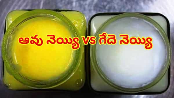 ఆవు నెయ్యి vs గేదె నెయ్యి: మీ శరీరానికి, ఆరోగ్యానికి ఏది మంచిదో తెలుసుకోవటం తప్పనిసరి! లేదంటే..