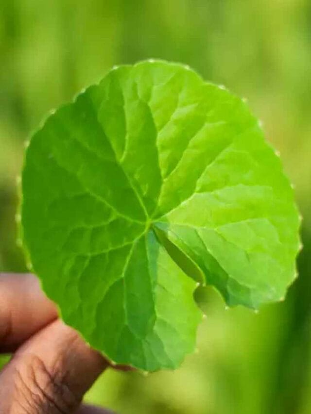 ఈ ఆకులు బంగారంతో సమానం.. కనిపిస్తే వెంటనే ఇంటికి తెచ్చుకోండి..