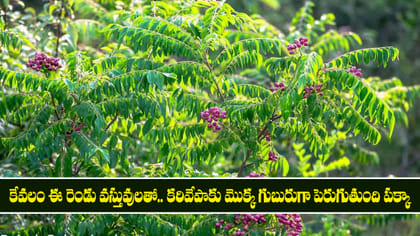ఈ రెండు వస్తువులతో.. కరివేపాకు మొక్క గుబురుగా పెరుగుతుంది పక్కా