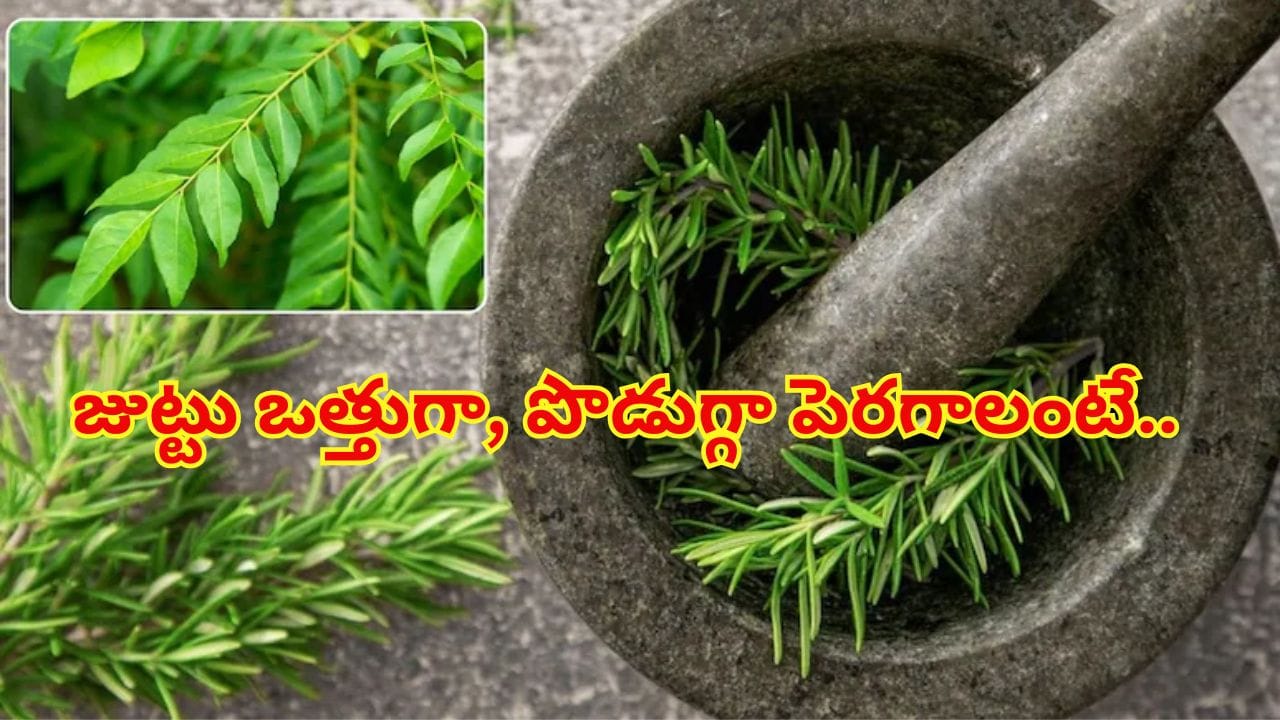 జుట్టు ఒత్తుగా బలంగా పెరగాలంటే.. కరివేపాకా? రోజ్‌మేరీనా? రెండింట్లో ఏది బెస్ట్‌..?