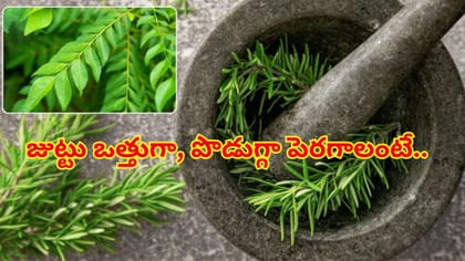 జుట్టు పెరుగుదలకు కరివేపాకా? రోజ్‌మేరీనా? రెండింట్లో ఏది బెస్ట్‌?