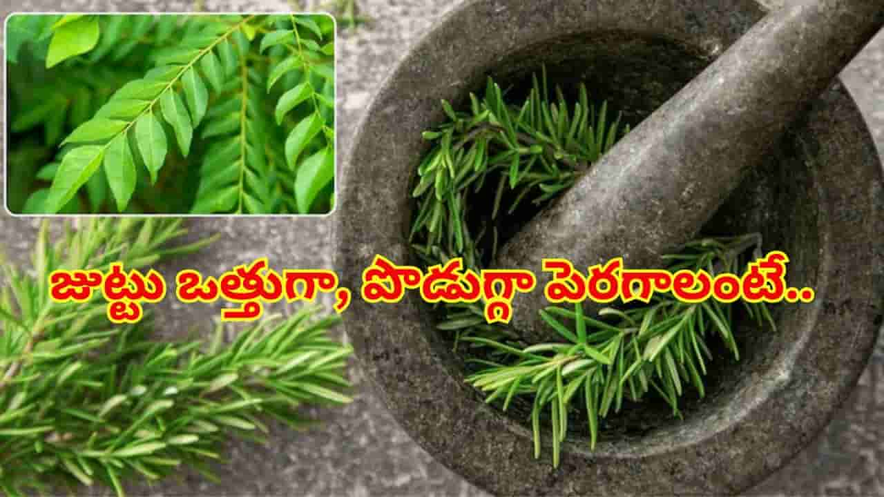 జుట్టు ఒత్తుగా బలంగా పెరగాలంటే.. కరివేపాకా? రోజ్మేరీనా? రెండింట్లో ఏది బెస్ట్..?