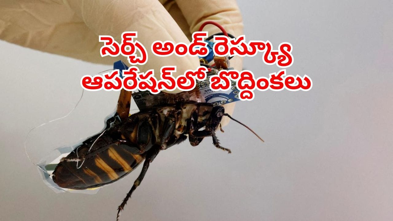 Cyborg Cockroaches: విపత్తుల్లో ప్రాణాలు కాపాడే బొద్దింకలు.. సెర్చ్ అండ్ రెస్క్యూ ఆపరేషన్లో సరికొత్తగా..