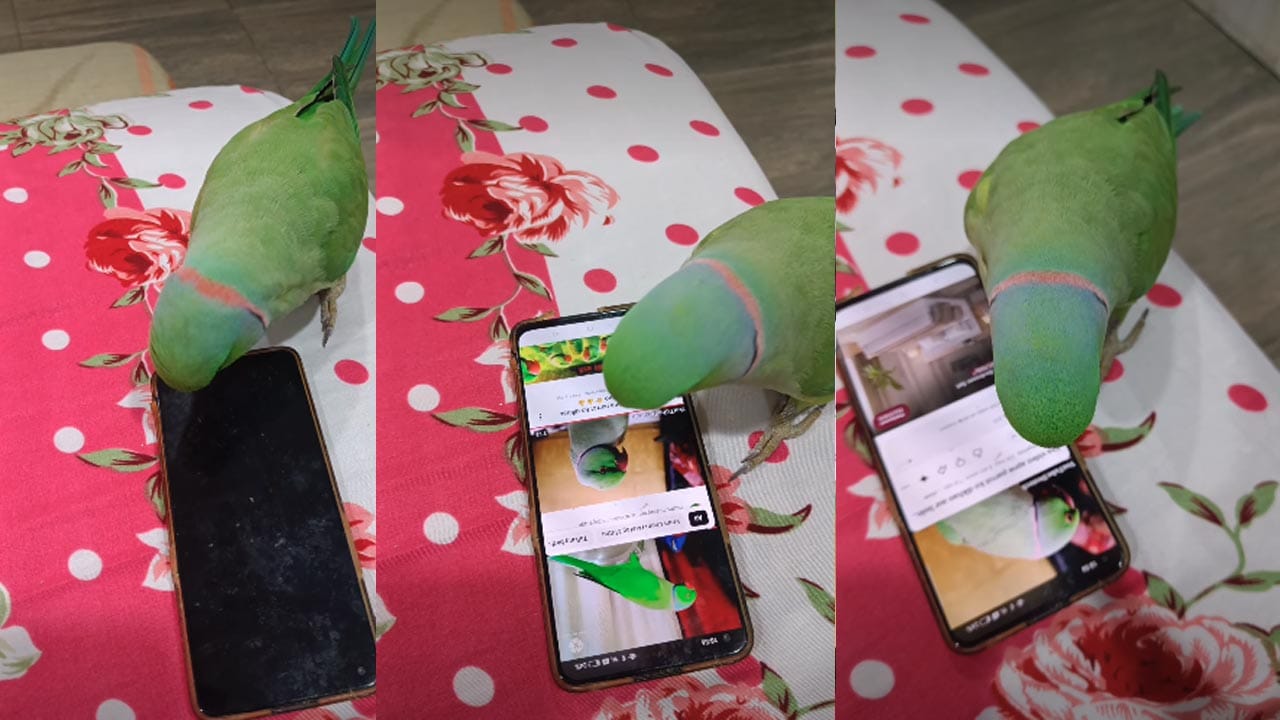 Viral Video: రీల్స్ చేస్తున్న చిలుకమ్మ.. సొంత వీడియోను మొబైల్లో చూస్తూ కిరాక్ డాన్స్ చేసింది..!
