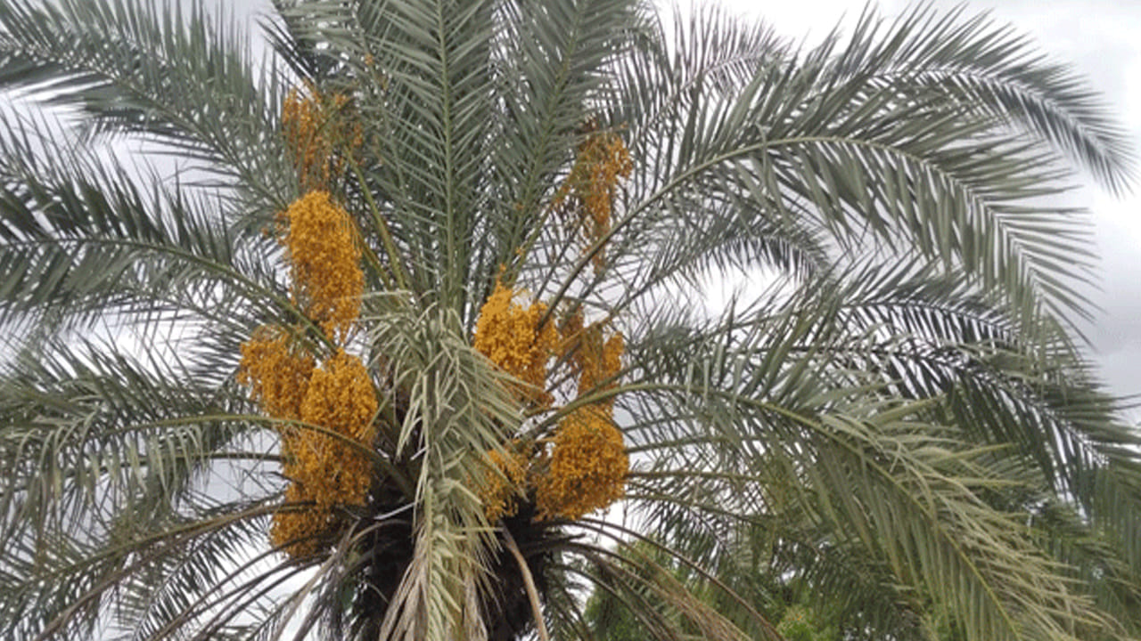 Dates Tree