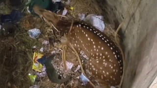 El Nino Effect: ఎల్‌నినో ఎఫెక్ట్ మనపైనే కాదు.. వన్యప్రాణులపై కూడా..