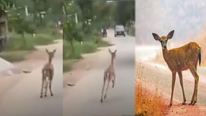 చెంగు చెంగు మంటూ పరుగులు తీసిన వన్యప్రాణి!