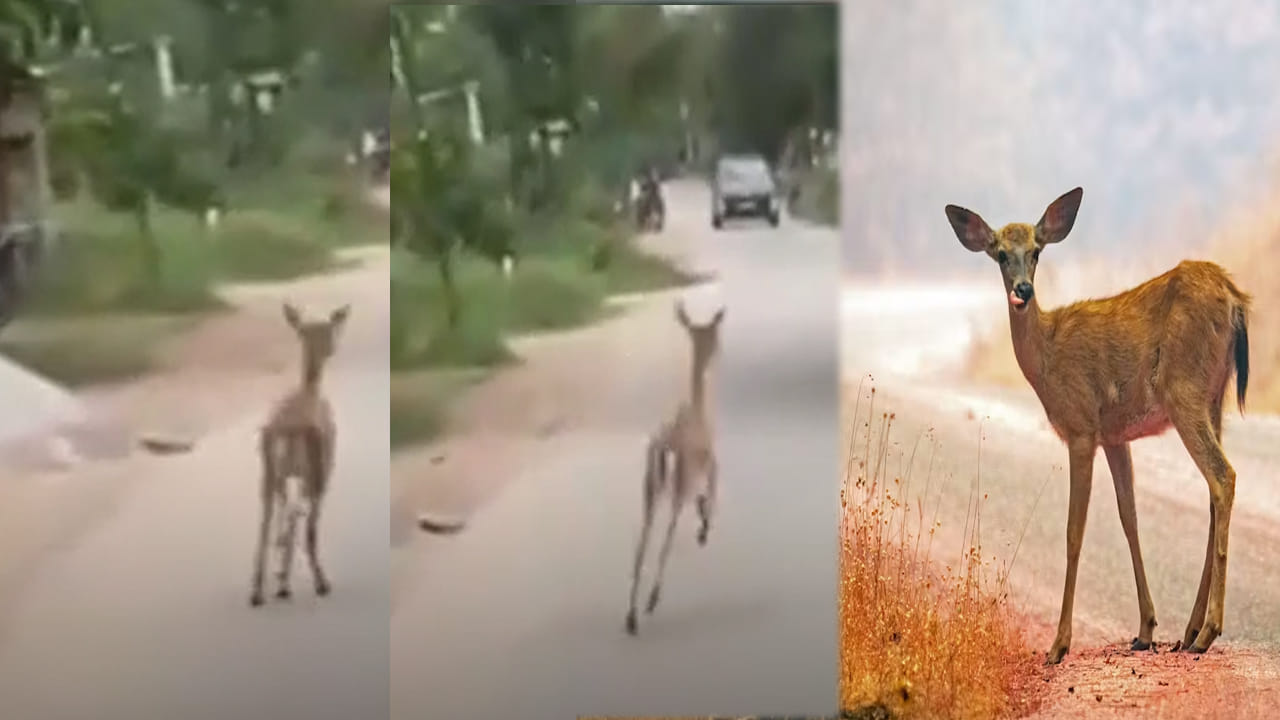 జనావాసాల్లో జింక కలకలం.. చెంగు చెంగు మంటూ.. రోడ్డుపై పరుగులు తీసిన వన్యప్రాణి!