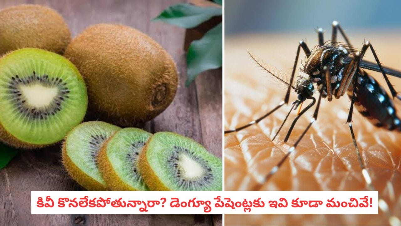 Dengue Diet: కివీ ధర చూసి భయపడొద్దు.. డెంగ్యూ సమయంలో ఇవి తిన్నా ప్లేట్లెట్ కౌంట్ పెరుగుతుంది!