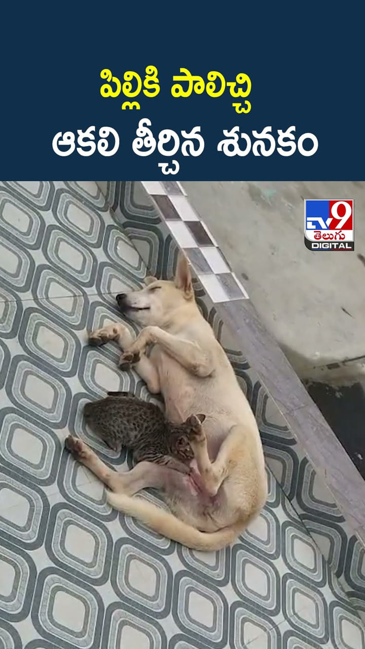 పిల్లికి పాలిచ్చి ఆకలి తీర్చిన శునకం