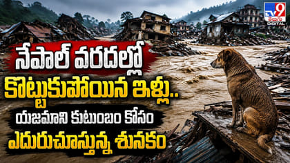 యజమాని కుటుంబం కోసం ఎదురుచూస్తున్న శునకం