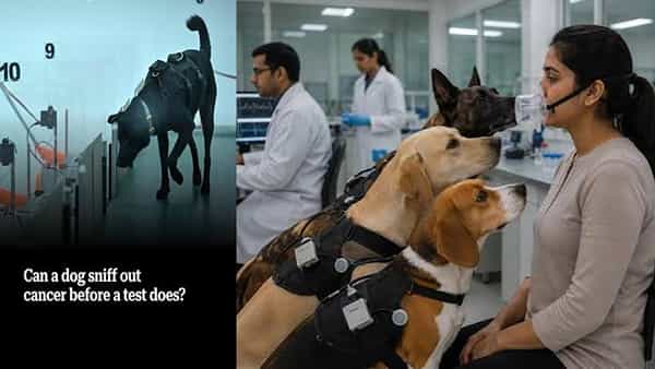 క్యాన్సర్ నిర్ధారణ: పెంపుడు కుక్కలు నిజంగా మనుషులలో క్యాన్సర్ను గుర్తించగలవా?