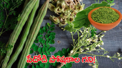 ఈ ఆకు పేదవాడి పోషకాహారం ఎందుకో తెలుసా?