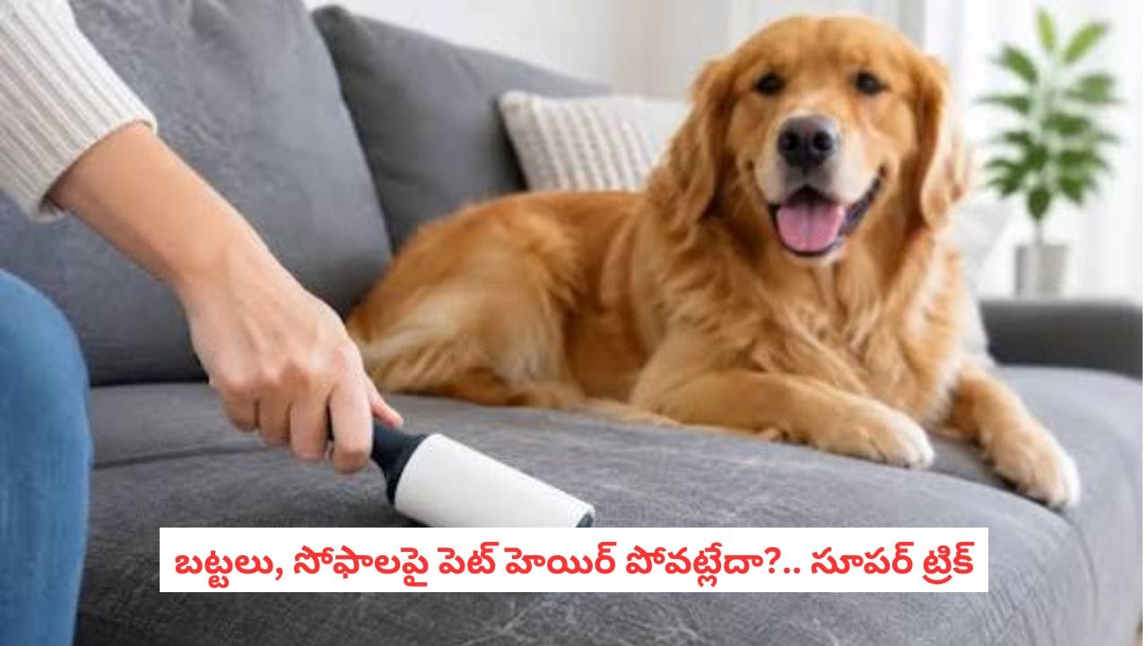 Sofa Cleaning Tips: సోఫాపై పెట్ హెయిర్ చూసి విసిగిపోయారా? ఇంట్లోనే ఉన్నవాటితో ఇలా తొలగించండి!