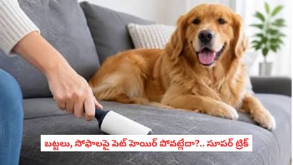 బట్టలు, సోఫాలపై పెట్ హెయిర్ పోవట్లేదా?.. సూపర్ ట్రిక్