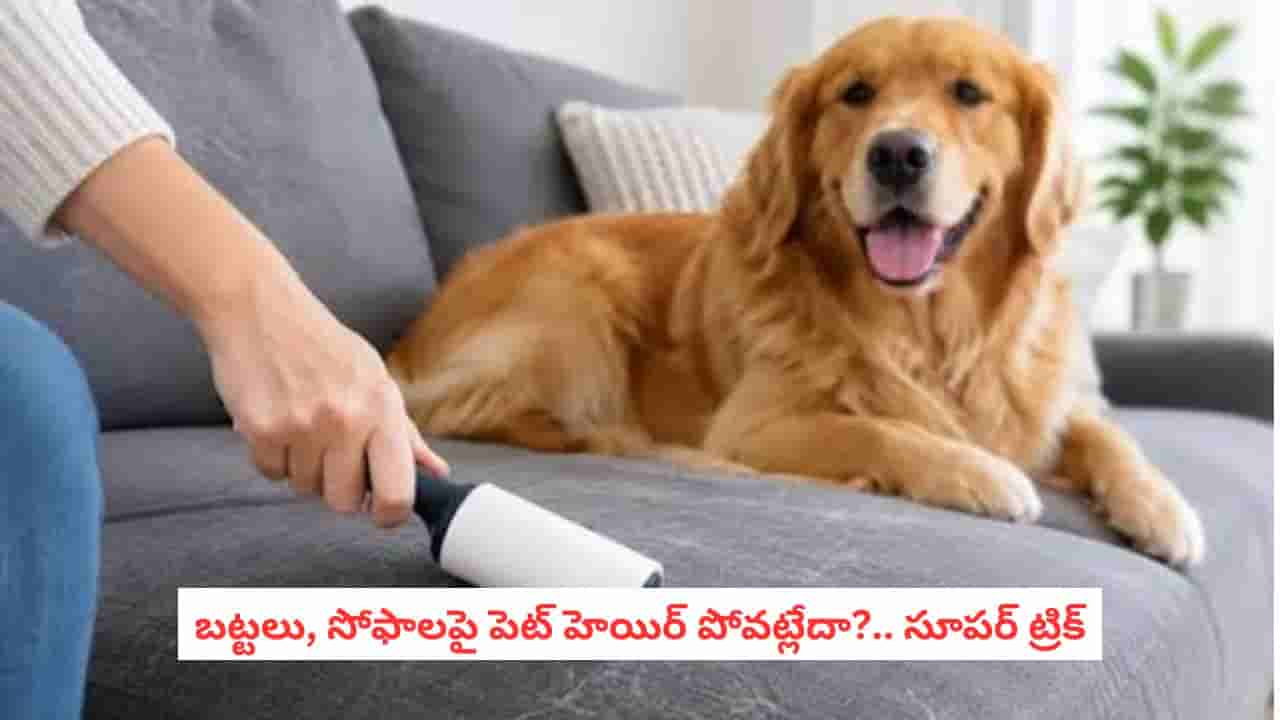 Sofa Cleaning Tips: సోఫాపై పెట్ హెయిర్ చూసి విసిగిపోయారా? ఇంట్లోనే ఉన్నవాటితో ఇలా తొలగించండి!