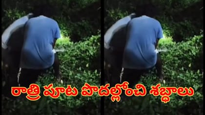 రాత్రి పూట పొదల్లోంచి అదే పనిగా శబ్ధాలు.. ఏంటని టార్చ్ వేసి చూడగా