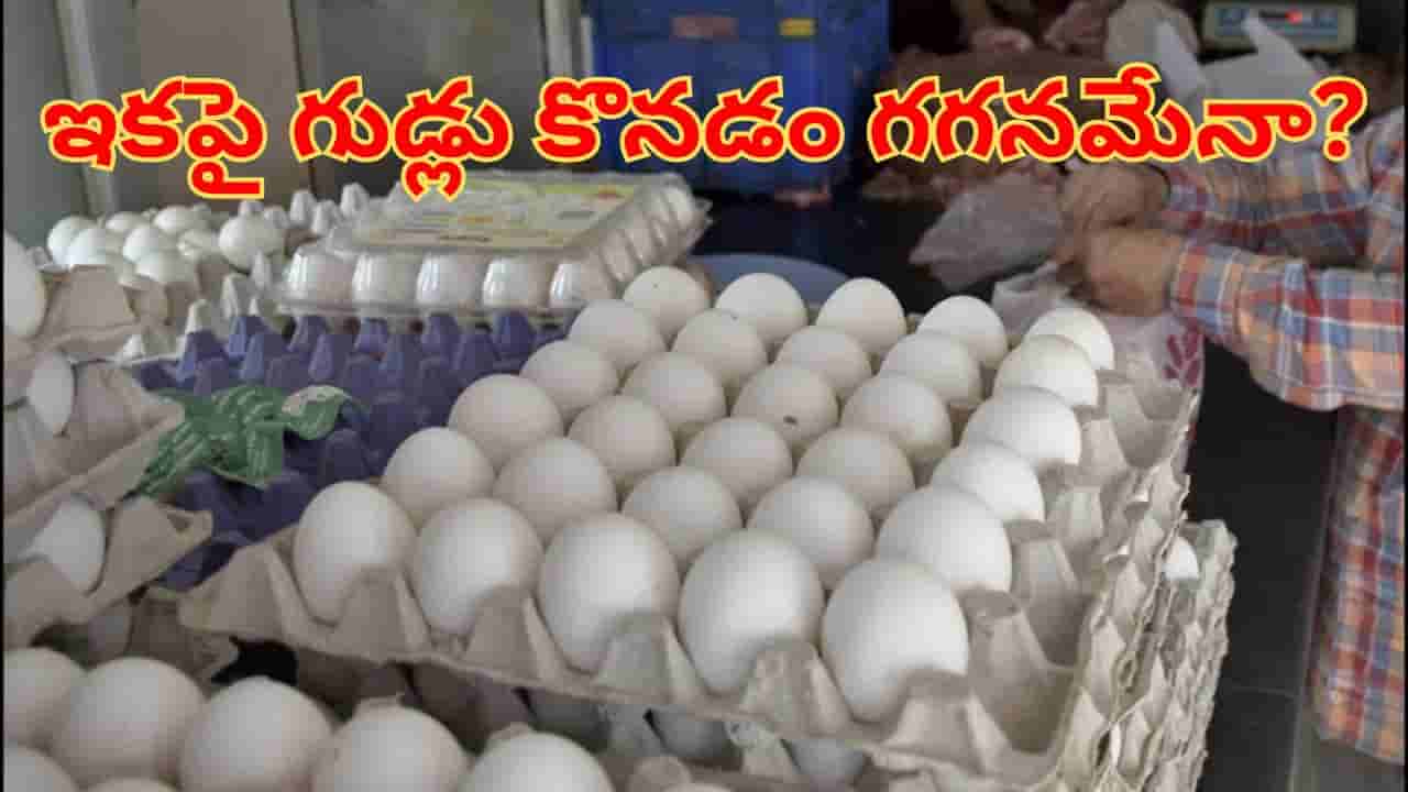 EGG Price: సామాన్యులకు బ్యాడ్న్యూస్.. మళ్లీ పెరగనున్న గుడ్ల ధరలు.. ఎందుకంటే?