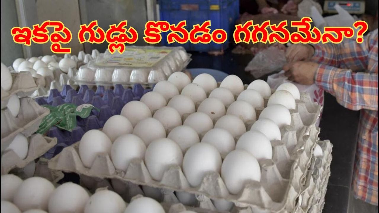 EGG Price: సామాన్యులకు బ్యాడ్న్యూస్.. మళ్లీ పెరగనున్న గుడ్ల ధరలు.. ఎందుకంటే?