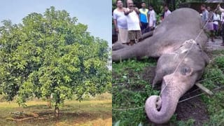 విద్యుత్‌ షాక్‌తో ఏనుగు మృతి.. సమగ్ర విచారణకు డిప్యూటీ సీఎం పవన్ కల్యాణ్ ఆదేశం