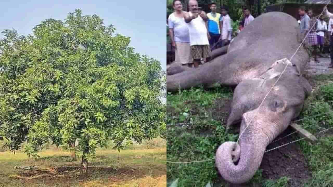 విద్యుత్ షాక్తో ఏనుగు మృతి.. సమగ్ర విచారణకు డిప్యూటీ సీఎం పవన్ కల్యాణ్ ఆదేశం