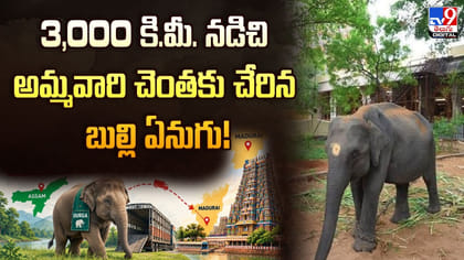 3,000 కి.మీ. నడిచి అమ్మవారి చెంతకు చేరిన బుల్లి ఏనుగు!