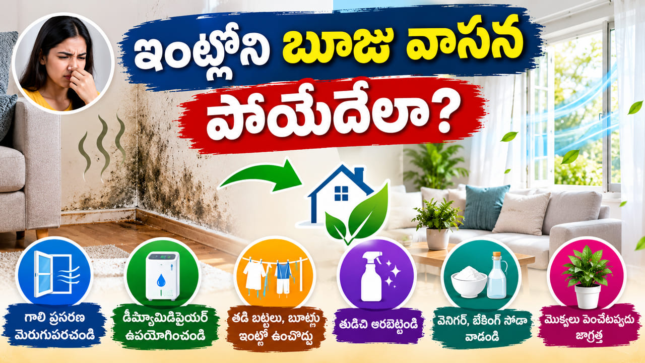 వర్షం తర్వాత ఇంట్లో బూజు వాసన ఎందుకు వస్తుంది? తడి వాసన పోవాలంటే ఏం చేయాలి..?
