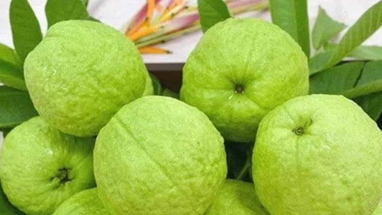 జామకాయ : చాలా మందికి జామ కాయలు అంటే ఎక్కువ ఇష్టం ఉంటుంది. కానీ వాటిని తినడానికి మాత్రం అస్సలే ఆసక్తి చూపరు. కానీ ప్రతి రోజూ ఒక జామకాయ తినడం ఆరోగ్యానికి చాలా మంచిదంట. జామకాయలో విటమిన్ సి చాలా ఎక్కువగా ఉంటుంది. అందుకే దీనిని తినడం వలన ఇది శరీరానికి కావాల్సిన పోషకాలను అందించి, చర్మాన్ని నిగారింపుగా తయారు చేస్తుంది