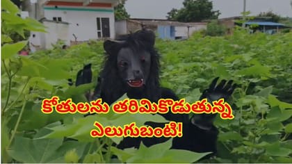 కోతుల బెడదకు ఎలుగుబంటి అవతారం,పత్తి పంటకు రక్షణగా సరికొత్త ట్రిక్