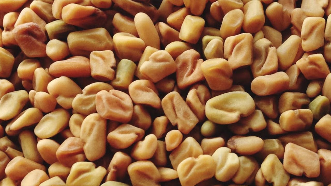 Fenugreek Hair Growth