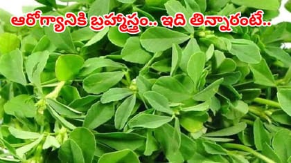 బాడీలోని కొవ్వును కరిగించే మొనగాడు ఆకు.. షుగర్ కూడా కంట్రోల్
