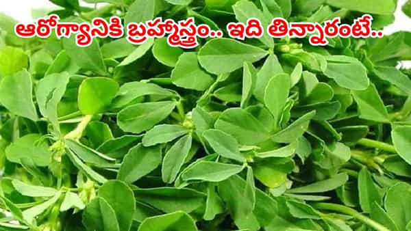 బాడీలోని కొవ్వును కరిగించే శక్తివంతమైన ఆకు.. దీని దెబ్బకు జట్టు రాలడం తగ్గి, షుగర్ కంట్రోల్ అవుతుంది..
