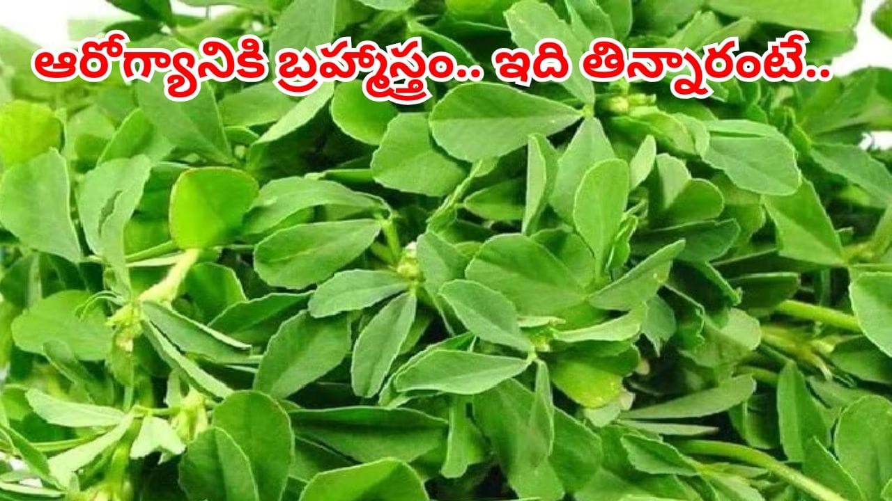 బాడీలోని కొవ్వును కరిగించే శక్తివంతమైన ఆకు.. దీని దెబ్బకు జట్టు రాలడం తగ్గి, షుగర్ కంట్రోల్ అవుతుంది..