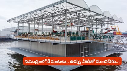 సముద్రంలోనే పంటలు.. ఉప్పు నీటితో మంచినీరు..!