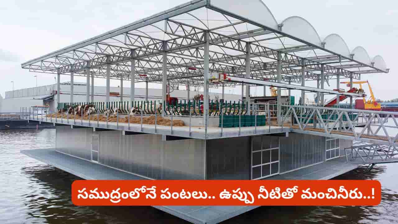 భూమి లేకుండానే వ్యవసాయం? సముద్రంపై తేలే ఈ పొలం వెనుక ఉన్న టెక్నాలజీ ఇదే!