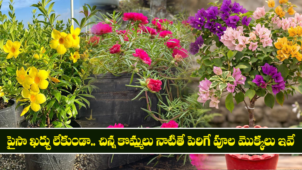 పైసా ఖర్చు లేకుండా.. చిన్న కొమ్మలు నాటితే పెరిగే పూల మొక్కలు ఇవే