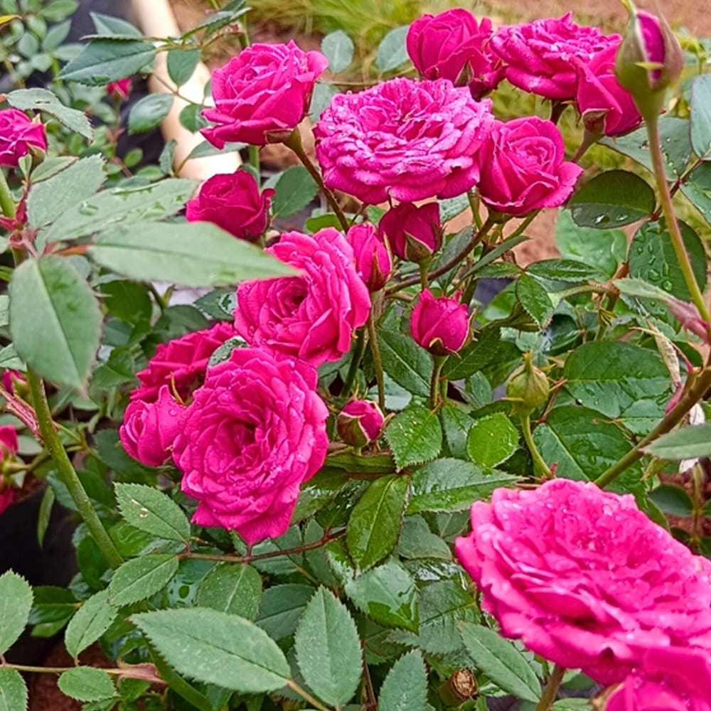 గులాబీ (Rose): పూల రాణిగా పిలువబడే గులాబీ మొక్కను పెన్సిల్ మందమున్న కొమ్మ నాటితే చాలు చక్కగా మొక్కను పెంచవచ్చు. వర్షాకాలం లేదా చలికాలం ప్రారంభంలో నాటితే 3 నుండి 4 వారాల్లో సరికొత్త చిగుళ్లు, వేర్లు వస్తాయి. నాటు గులాబీలు కొమ్మల ద్వారా చాలా వేగంగా వేర్లు పెరుగుతాయి.