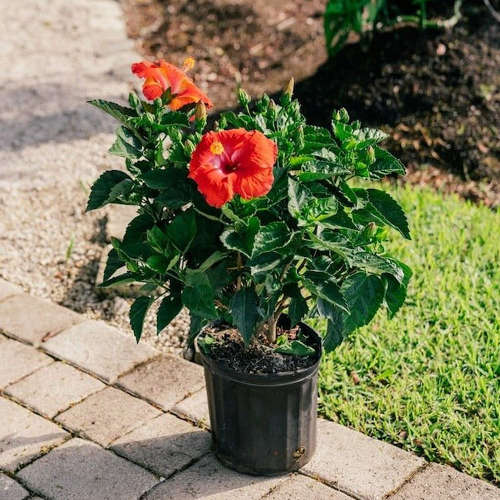 మందార (Hibiscus): తోటలో ఎల్లప్పుడూ ఆకర్షణీయంగా కనిపించే మందార మొక్క కొమ్మ కట్ చేసి నాటడం ద్వారా వంద శాతం సులువుగా ఎదుగుతుంది. ఒక మోస్తరు ముదిరిన కొమ్మను ఎంచుకుని, ఆకులను కత్తిరించి, కాండం దిగువ భాగాన్ని కొద్దిగా గీకి మట్టిలో గుచ్చాలి. వర్షాకాలంలో లేదా వసంత ఋతువులో నాటినప్పుడు కొమ్మలు ఎండిపోకుండా వేగంగా వేర్లు పుట్టుకొస్తాయి.