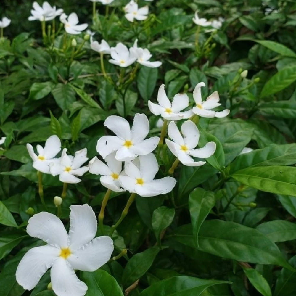 నందివర్ధనం (Crape Jasmine ): నిత్యం పచ్చదనంతో నిండి ఉండి, తెల్లటి పాల వంటి పూలను పూసే అందమైన మొక్క నందివర్ధనం. కొమ్మలను 6 అంగుళాల పొడవున కత్తిరించి, వర్షాకాలంలో లేదా తేమ ఎక్కువగా ఉండే సమయంలో నాటితే చాలా వేగంగా వేర్లు పాతుకుంటాయి. కొమ్మ చివర పాలను తుడిచివేసి నేలలో గుచ్చడం ఉత్తమం.