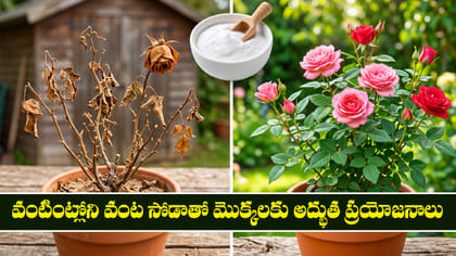 వంటింట్లోని వంట సోడాతో మొక్కలకు అద్భుత ప్రయోజనాలు