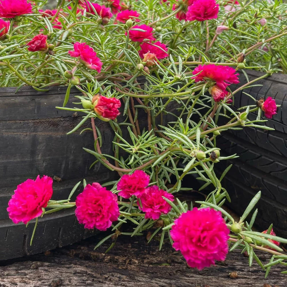 పోర్టులాకా (Portulaca): ఇది సక్యులెంట్ జాతికి చెందినది కావడంతో దీని ప్రతి చిన్న కొమ్మలోనూ నీటి నిల్వలు ఉంటాయి. కేవలం 2 నుండి 3 అంగుళాల కొమ్మను తుంపి సాధారణ నేల లేదా కుండీ మట్టిపై ఉంచి కొద్దిగా నొక్కినా చాలు 4-5 రోజుల్లోనే వేర్లు వచ్చి వ్యాపిస్తుంది. ఉదయం 9 గంటల ఎండ తాకగానే ఎరుపు, పసుపు, తెలుపు, నారింజ, మెజెంటా రంగుల్లో నక్షత్రాల్లాంటి పూలు వేల సంఖ్యలో వికసిస్తాయి.