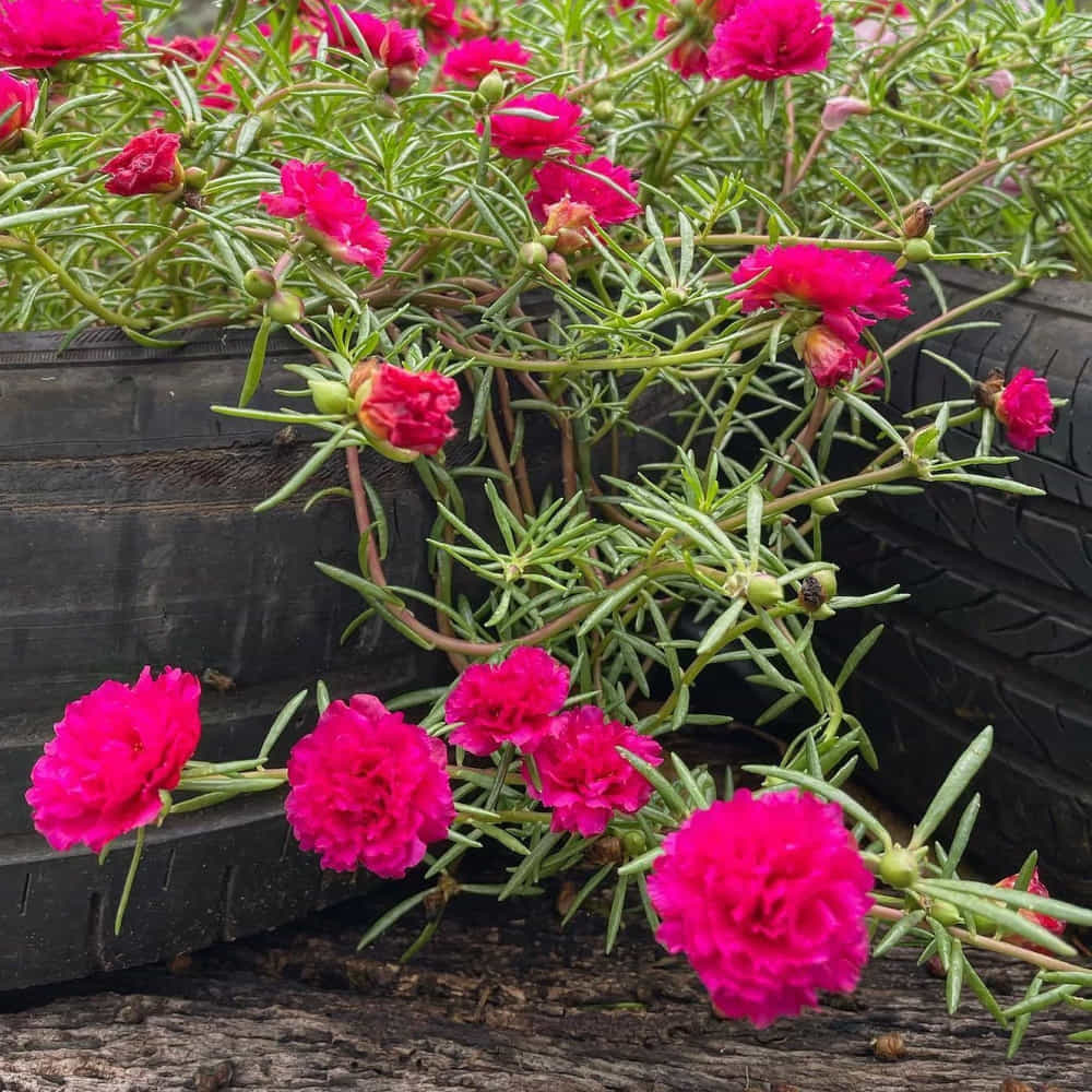 పోర్టులాకా (Portulaca): ఇది సక్యులెంట్ జాతికి చెందినది కావడంతో దీని ప్రతి చిన్న కొమ్మలోనూ నీటి నిల్వలు ఉంటాయి. కేవలం 2 నుండి 3 అంగుళాల కొమ్మను తుంపి సాధారణ నేల లేదా కుండీ మట్టిపై ఉంచి కొద్దిగా నొక్కినా చాలు 4-5 రోజుల్లోనే వేర్లు వచ్చి వ్యాపిస్తుంది. ఉదయం 9 గంటల ఎండ తాకగానే ఎరుపు, పసుపు, తెలుపు, నారింజ, మెజెంటా రంగుల్లో నక్షత్రాల్లాంటి పూలు వేల సంఖ్యలో వికసిస్తాయి. 