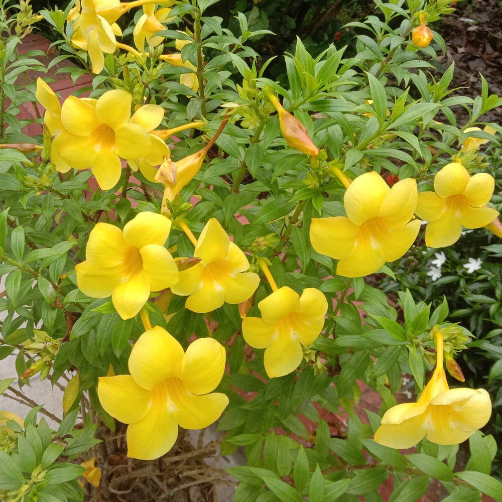 అల్లామండ (Allamanda): అల్లామండ మొక్క కొమ్మ కట్ చేసి నాటడం ద్వారా సులువుగా పెరుగుతుంది. దీని ముదిరిన ఆకుపచ్చ కొమ్మను 6 అంగుళాల పొడవున కత్తిరించి, ఆకులను కత్తిరించి తేమతో కూడిన కంపోస్ట్ మట్టిలో నాటాలి. వర్షాకాలంలో నాటితే వేర్లు అత్యంత వేగంగా వస్తాయి.